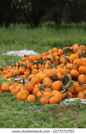 Fruitful Harvest: Oranges on the Harvested Field Royalty-Free Stock Photo #2277572703