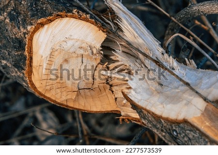 detail of a tree eaten by a beaver or a nutria