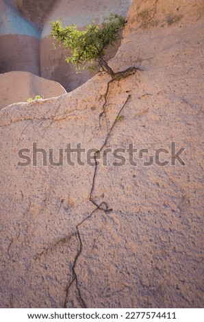 Small lonely tree with a long bare root on an inhospitable steep slope of weathered volcanic rock in Cappadocia, Turkey Royalty-Free Stock Photo #2277574411