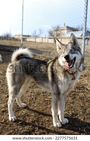 Happy smililing dog breed laika husky standing full-length outdoor