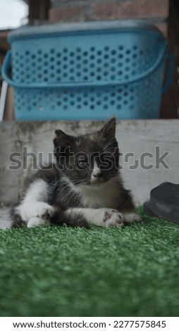 The photo shows a 3 month old kitten with a very adorable dark color. The cat looks very cute with big eyes and a red nose. His posture is also very adorable, with small feet and an adorable tail.
