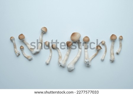 Fresh Psilocybe Cubensis hallucinogen magic mushroom on the grey background. Top view, close-up