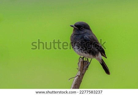 beautiful bird in blur background, The pied bush chat is a small passerine bird found ranging from West Asia and Central Asia to the Indian subcontinent and Southeast Asia