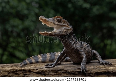 Smooth-fronted Caiman (Paleosuchus trigonatus), also known as Schneider's Dwarf Caiman, is a crocodilian from South America. It is the second-smallest species of the family Alligatoridae. Royalty-Free Stock Photo #2277583901