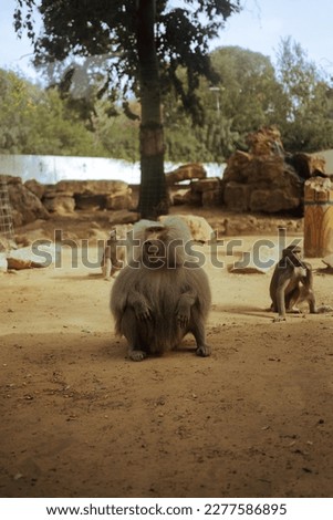 a baboon with a red booty in a zoo sits on the ground