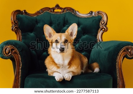 Adorable cute Welsh Corgi Pembroke lying on royal chair on yellow studio background. Most popular breed of Dog