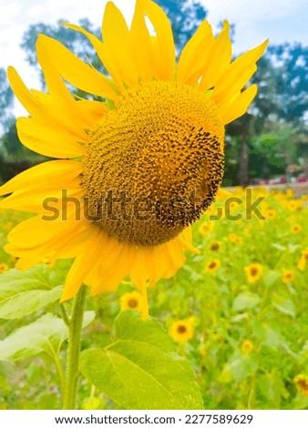 This is a picture of a sunflower flower.