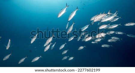 School of Jack fish or jackfish in the blue ocean. Group of Jacks swimming together in the Gulf of Thailand. Marine life and underwater conservation. World ocean day concept Royalty-Free Stock Photo #2277602199
