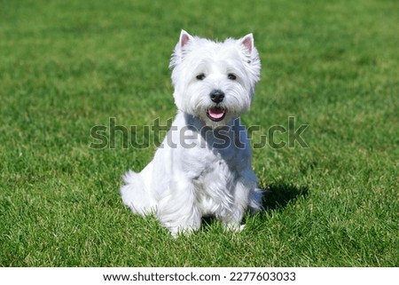 West Highland White Terrier on green grass Royalty-Free Stock Photo #2277603033