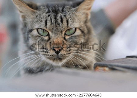 An angry grey and white cat with black stripes laying on the wooden chair