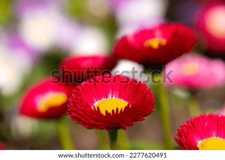 Colorful red yellow flowerheads of early bloomer daisy (Bellis perennis) a European perennial herbaceous plant species of the family Asteraceae. Special breed for gardens, macro close up, in sunlight.