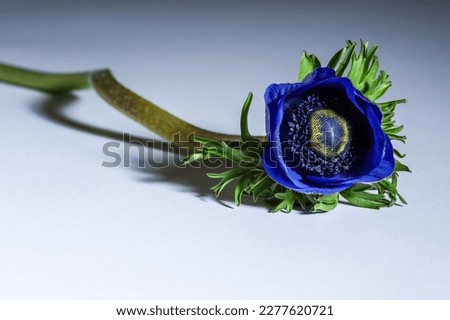 Blue purple anemone with shadow on surface