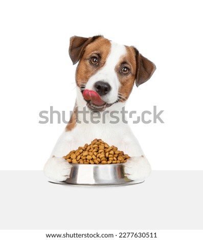 Licking Jack russell terrier puppy holding bowl of dry food above empty white banner. isolated on white background