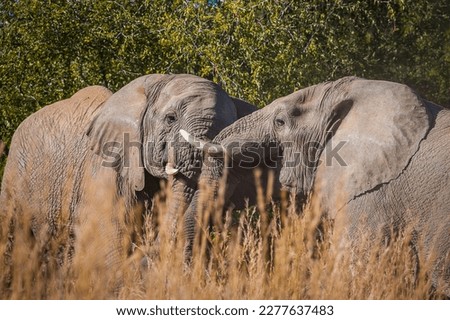 Two african elephants wrestling    with each other
