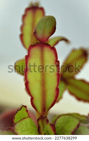 The striking colors of Zygocactus foliage in the backyard Royalty-Free Stock Photo #2277638299