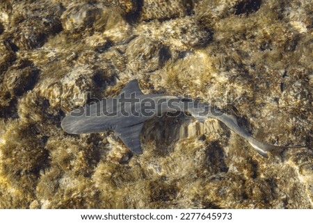 A small lemon shark close up. Shark watching in the Shark bay on the island of Sal, Cabo Verde. Baby shark in the shallow waters of the Atlantic Ocean.