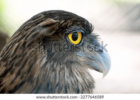 The Brown Fish Owl is an owl. This species is a part of the family known as typical owls