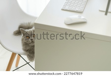A domestic gray cat of the British breed sits on a chair and looks out from behind a computer desk. Selective focus.