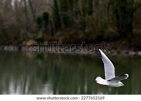 Seagull flies through the picture on a winter evening with light snowfall bottom right