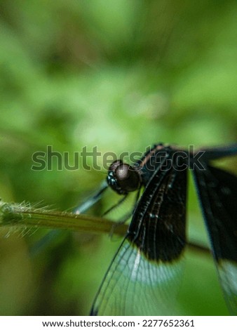 A macro photograph of Naurothemis tullia would showcase a closed-up view of this species of dragonfly.this is the beautiful picture of Nature.
