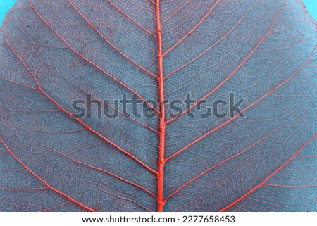 Colorful transparent and delicate skeleton leaves Royalty-Free Stock Photo #2277658453