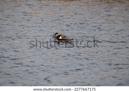 A hooded merganser swimming in a lake on a dreary Winter day.