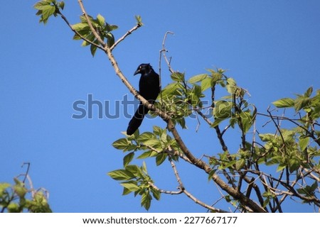 A common grackle perched on a budding Callery Pear Tree in the Spring.