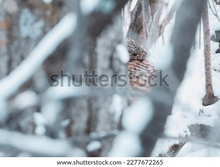 Ruffed Grouse Roosting in the Forest
