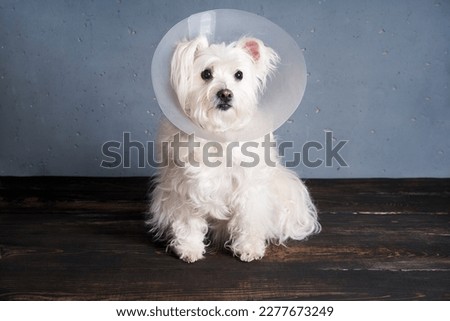 Cute white dog breed in pet cone posing in studio. Veterinary, animals, pet care concept