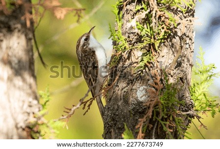 Eurasian treecreeper, Certhia familiaris. A bird climbing a tree looking for insects to eat
