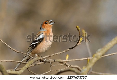 Common chaffinch, Fringilla coelebs. The male sits on a branch and sings Royalty-Free Stock Photo #2277673757