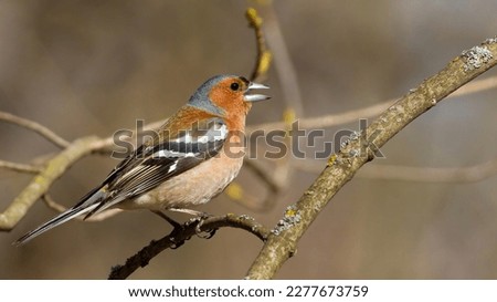 Common chaffinch, Fringilla coelebs. The male sits on a branch and sings