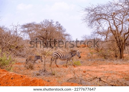African zebra with baby in its natural environment in Tsavo East in Kenya