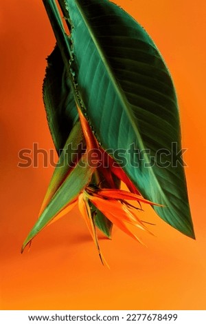 Bird od paradise, sterlizia flower plant on vivid orange background. Creative abstract floral botanical decoration. Copy space for text Royalty-Free Stock Photo #2277678499