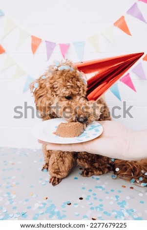 A small red poodle in a festive red cap on a white wooden background celebrates a birthday and eating dog cake. Front view