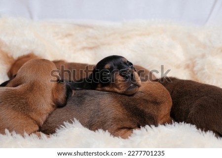 Dachshunds Puppy Dog Animal Photography Cute