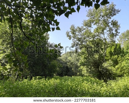 Nature, forest, grass of the protected park near the banks of the Turunchuk River in the vicinity of Troitske village, Odesa region. Ukraine, August 2021