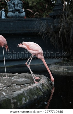 Pink Flamingo Bird Photo Stock