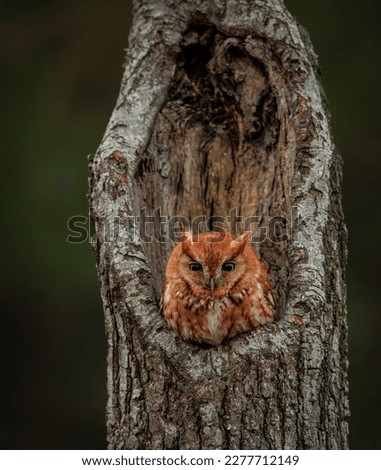 Eastern screech owl in New Jersey 