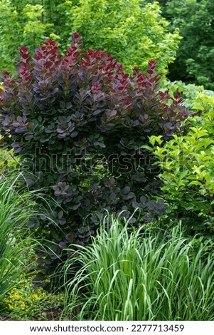 Royal purple smokebush burgundy foliage is the focal point of this New perennial garden that mixes in ornamental grasses, northwind and maple tree.