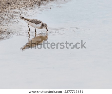A temminck Stint searching food in lake