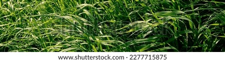 Long green grass in garden. Perennial ryegrass. Close-up top view. Lines texture. Meadow freshness. Lush healthy garden cover. Springtime season. Summer beauty in nature. Uncut lawn. Windy weather.