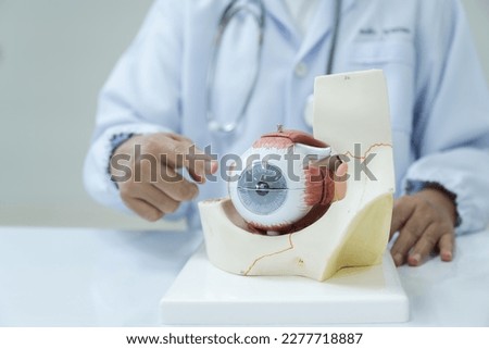Ophthalmologist hand pointing eye anatomy human model on white background.Part of human body model with organ system for health student study in university.Human eye model.Medical education concept. Royalty-Free Stock Photo #2277718887