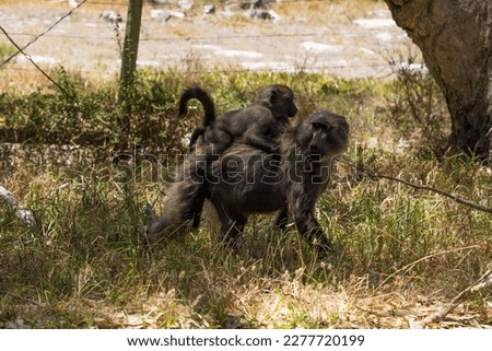 Baboons at cape peninsula, South africa