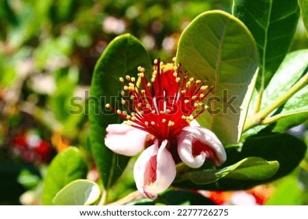 a red, white and yellow Feijoa flower in the garden surrounded by lush green leaves	
