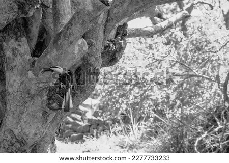 Red-billed hornbill spotted on a tree during a safari in Africa; black and white photograph
