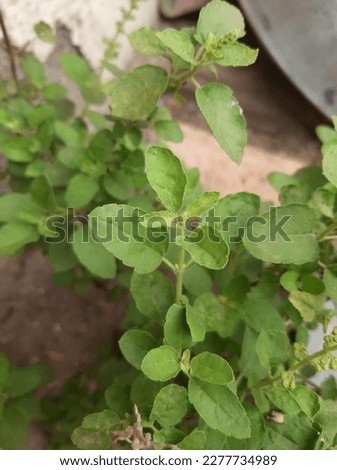 Tulsi plant.lots of green basil leaves