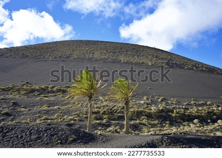 Palm trees, Lanzarote, Canary islands, Spain
