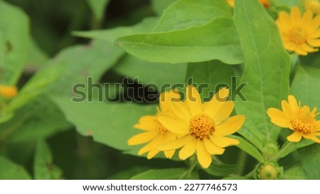 Blooming Melampodium flower with selective focus and blurry background