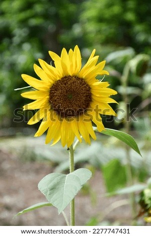 Yellow Sunflower Stock Photo. Beautiful sunflower close-up photo in high resolution. Vibrant yellow flower with large petals. 
